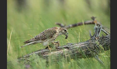 Merlin (Falco columbarius)