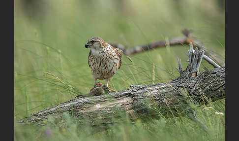 Merlin (Falco columbarius)