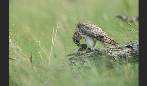 Merlin (Falco columbarius)