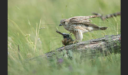 Merlin (Falco columbarius)