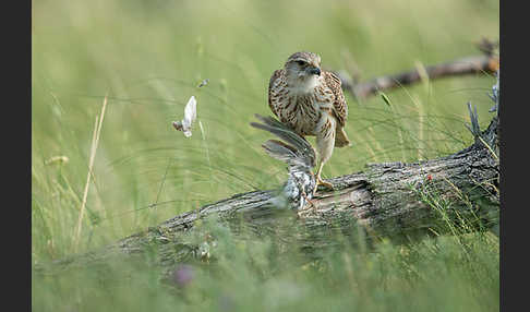 Merlin (Falco columbarius)