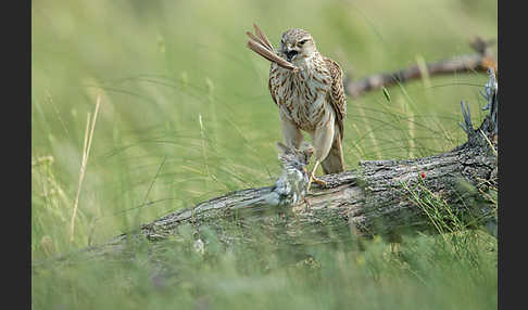 Merlin (Falco columbarius)