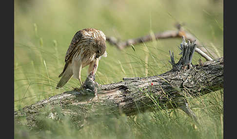 Merlin (Falco columbarius)