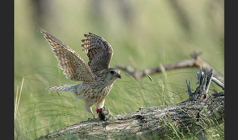 Merlin (Falco columbarius)