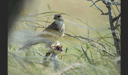 Merlin (Falco columbarius)