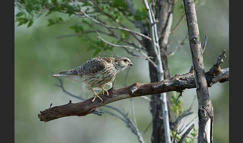 Merlin (Falco columbarius)