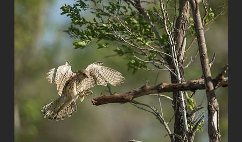 Merlin (Falco columbarius)