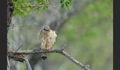 Merlin (Falco columbarius)