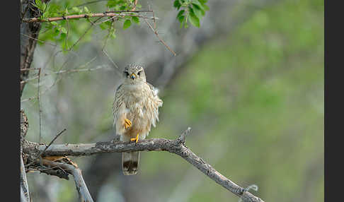 Merlin (Falco columbarius)