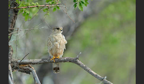 Merlin (Falco columbarius)