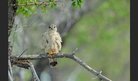 Merlin (Falco columbarius)