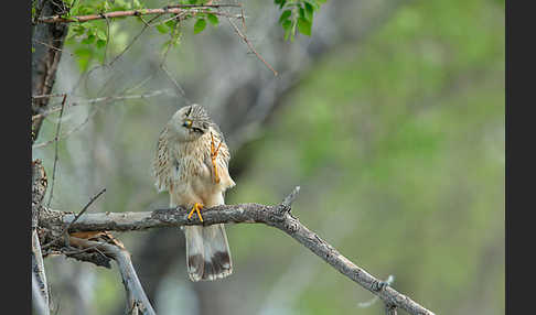 Merlin (Falco columbarius)