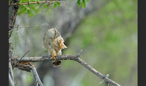 Merlin (Falco columbarius)