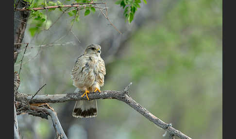 Merlin (Falco columbarius)