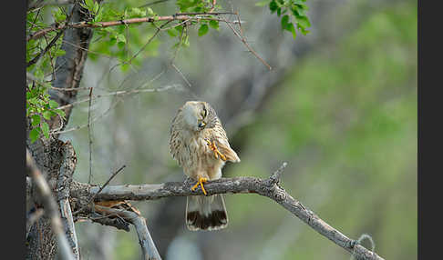 Merlin (Falco columbarius)