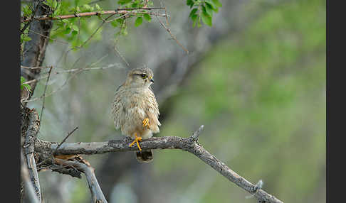 Merlin (Falco columbarius)