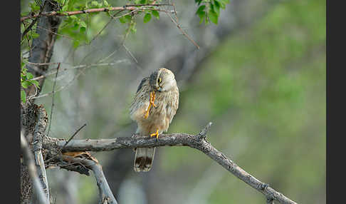 Merlin (Falco columbarius)