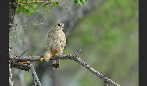 Merlin (Falco columbarius)