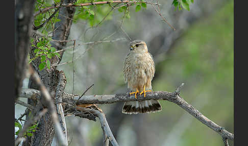 Merlin (Falco columbarius)