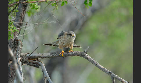 Merlin (Falco columbarius)