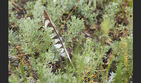 Merlin (Falco columbarius)