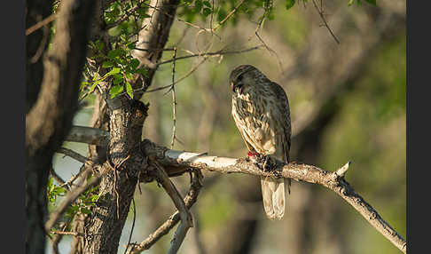 Merlin (Falco columbarius)