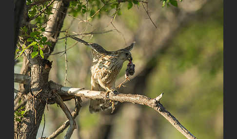 Merlin (Falco columbarius)