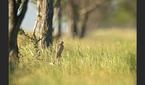 Merlin (Falco columbarius)