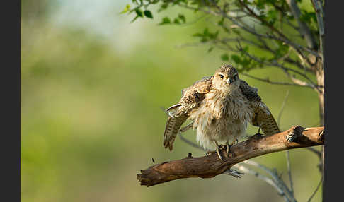 Merlin (Falco columbarius)