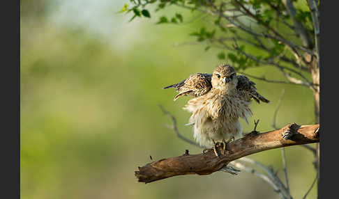 Merlin (Falco columbarius)