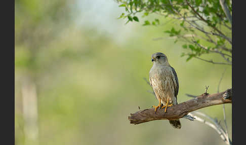 Merlin (Falco columbarius)