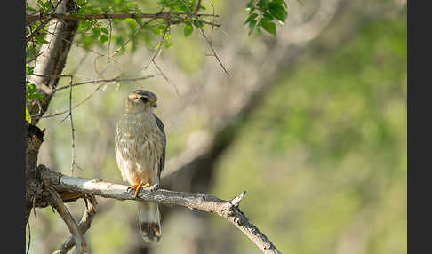 Merlin (Falco columbarius)