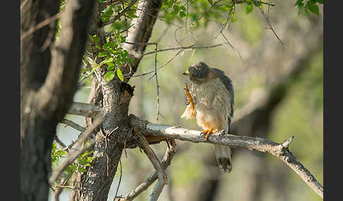 Merlin (Falco columbarius)