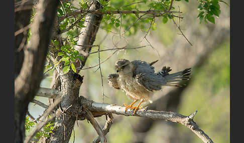 Merlin (Falco columbarius)