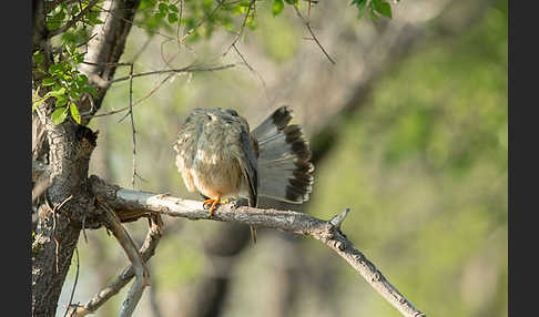 Merlin (Falco columbarius)