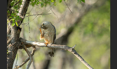 Merlin (Falco columbarius)