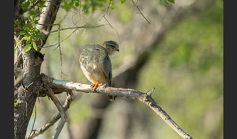 Merlin (Falco columbarius)