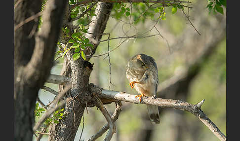 Merlin (Falco columbarius)