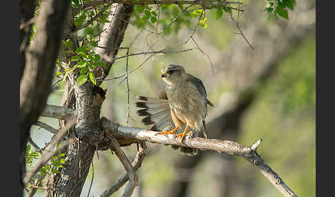 Merlin (Falco columbarius)