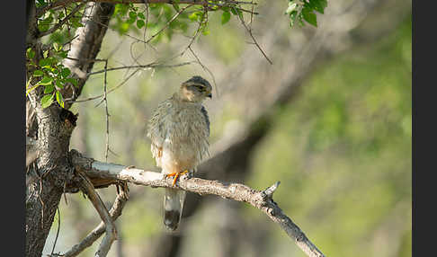 Merlin (Falco columbarius)