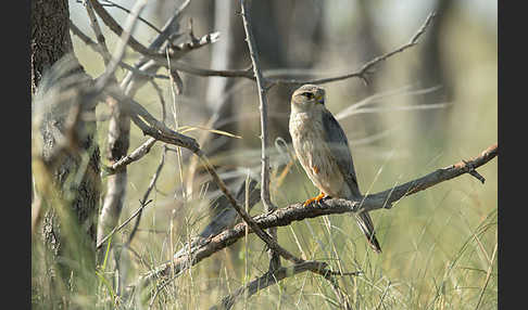 Merlin (Falco columbarius)