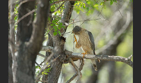 Merlin (Falco columbarius)