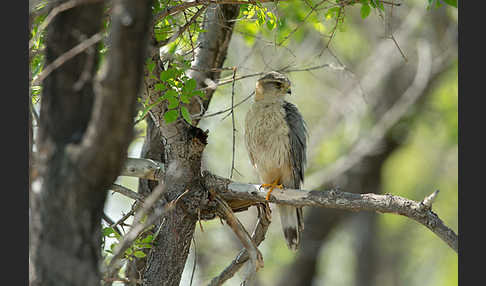 Merlin (Falco columbarius)