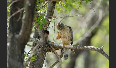 Merlin (Falco columbarius)