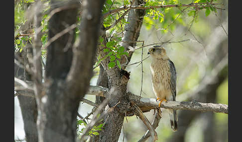 Merlin (Falco columbarius)