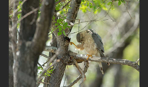 Merlin (Falco columbarius)