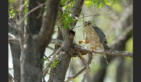 Merlin (Falco columbarius)