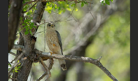 Merlin (Falco columbarius)