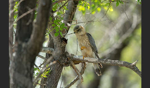 Merlin (Falco columbarius)