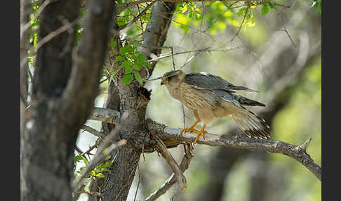 Merlin (Falco columbarius)